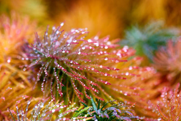 istock Drops of dew on yellow and red grass 864603630