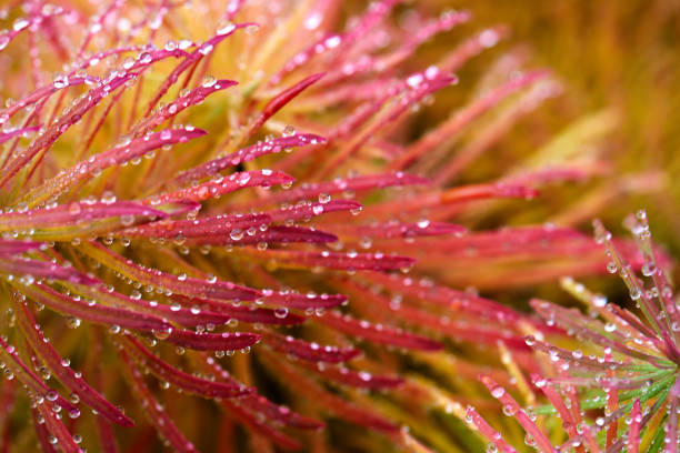 istock Drops of dew on red grass 864603706