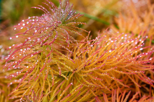 istock Red and yellow grass in the dew drops 864603966
