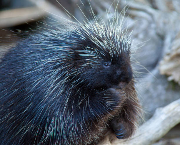 istock Porcupine Close-up 864607818