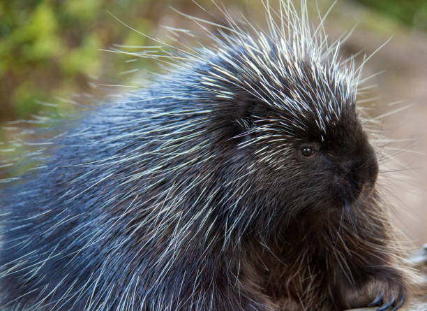istock Porcupine Close-up 864607822