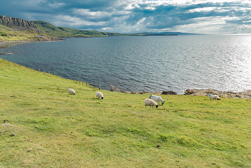 infinite beauty of the expansive green of Scotland, with cliffs on the ocean