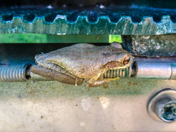 Frog In Mail Box 10+ Frog Mailbox Stock Photos, Pictures & Royalty-Free Images - iStock