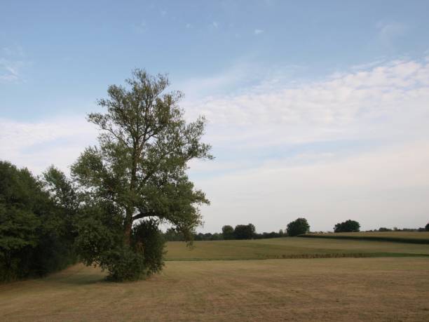 istock Corn field/Jura,France 864622856