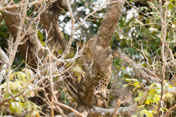 istock Jaguar from Pantanal, Brazil 864625090