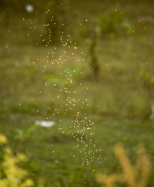 istock midges in the sun in the nature 864625458