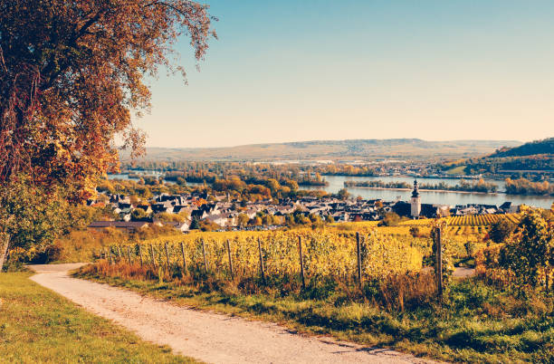 istock Sunny autumn vineyard in Germany 864625572