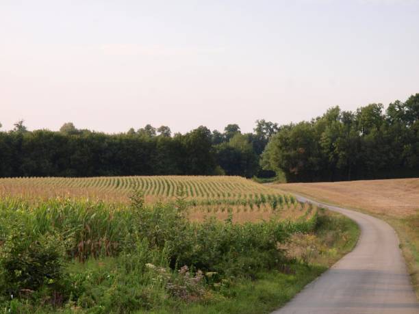 istock Corn field/Jura,France 864625652