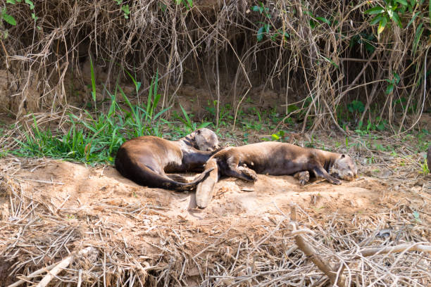 istock Giant otter from Pantanal, Brazil 864625924