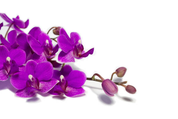 istock Pink orchid flowers isolated on white.Beautiful phalenopsis. 864626190