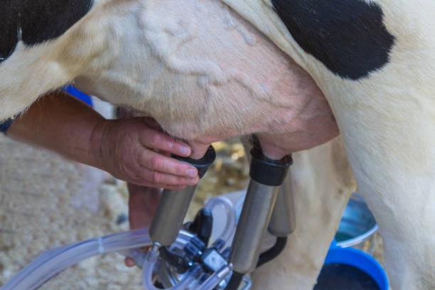 Milking the cow with a milking machine Milking the cow with a milking machine milking unit stock pictures, royalty-free photos & images