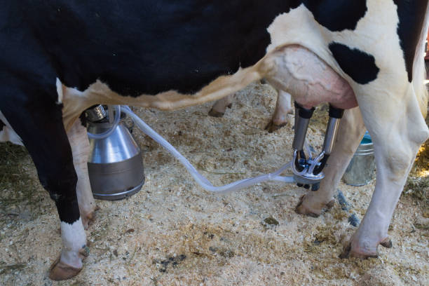 istock Milking the cow with a milking machine 864626892