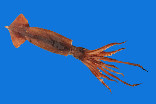 istock Fresh squid with tentacles taken closeup isolated on blue. 864629560
