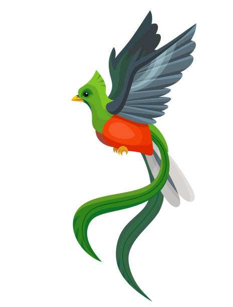 Basic RGB Vector beautiful flying quetzal bird symbol of Guatemala isolated on white background. Children alphabet illustration letter Q. trogon stock illustrations