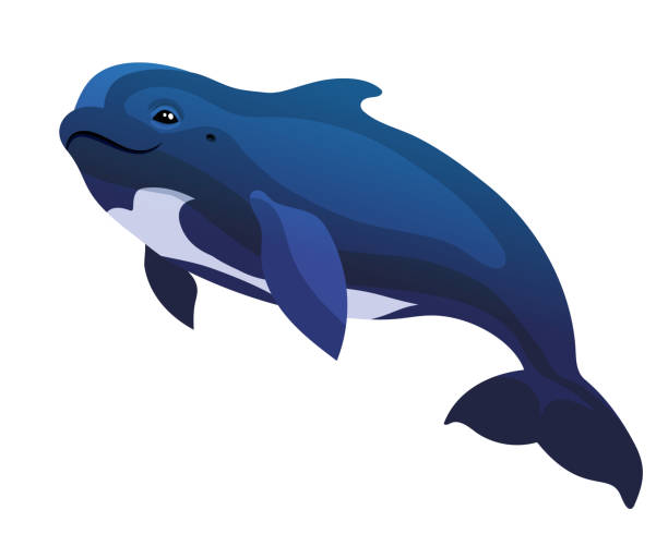 Ballena Piloto Vectores Libres de Derechos - iStock Ballena Piloto Vectores Libres de Derechos - iStock