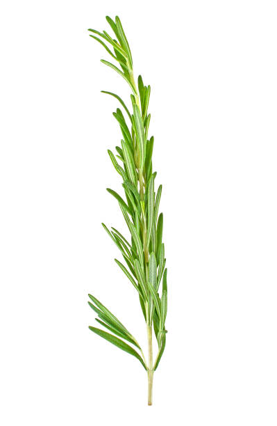 istock Single fresh rosemary twig isolated on a white background 864635046