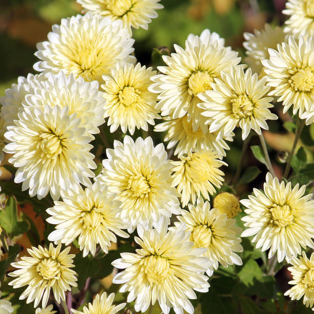 istock White chrysanthemums with lemon yellow tinge illuminated by the sun on flowerbed 864635200
