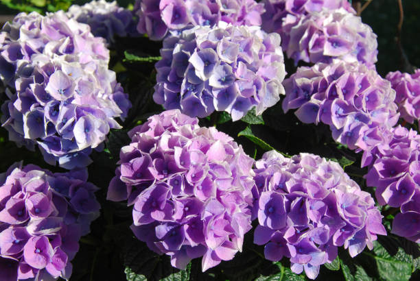 istock Hortensia flowers closeup 864637154