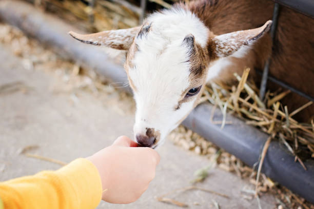 Child's hand feeding a baby goat on a farm.