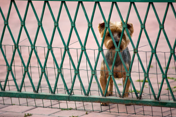 The dog is behind the fence