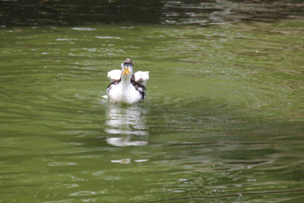 istock duck on the lake 864649276