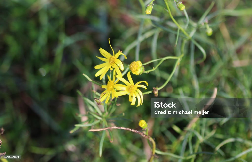 Leafy Hawkweed (Hieracium umbellatum) close up of leafy hawkweed flower Agricultural Field Stock Photo