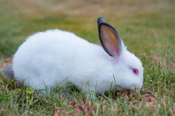 istock Baby white rabbit in summer green grass background 864652880