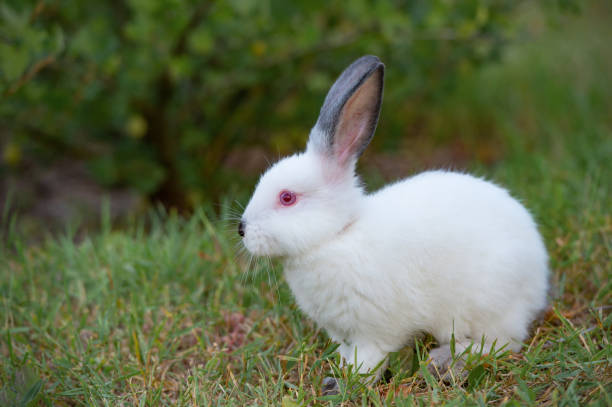 istock White little rabbit with black ears, sits on grass 864652942