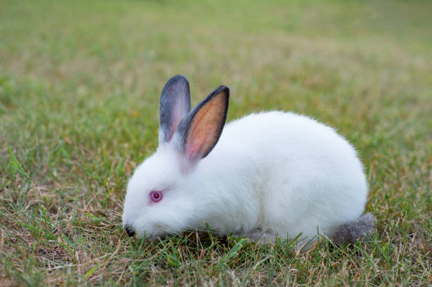 istock White rabbit grazing on a green meadow 864653124