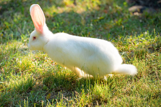 istock Cute funny rabbit running on the field in summer 864653484