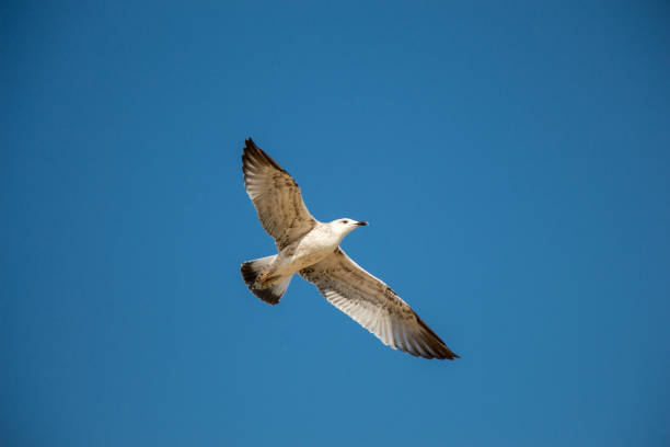 istock Single seagull flying in blue a sky 864653560