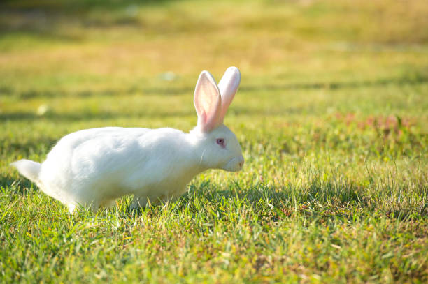 istock Lovely white rabbit with pink ears on juicy green grass 864653634