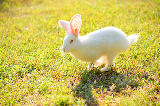 white rabbit running on the grass