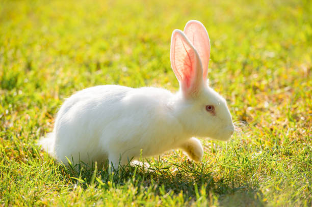 istock White rabbit walking on grass on a sunny day 864653722