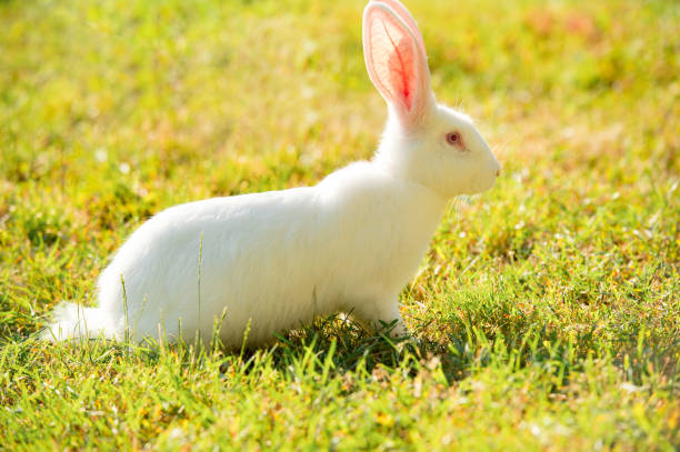 istock Long-eared white rabbit on green grass in summer day 864653922