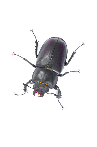 istock Stag Beetle Bug, Female stag-beetle, Hi resolution studio photography 864654110