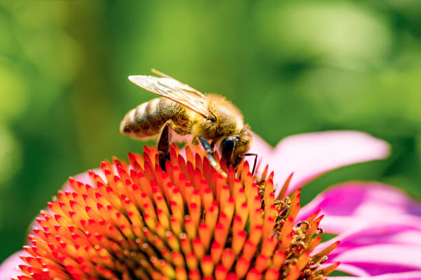 istock Bee pollinating purple flower, Close-up 864654112