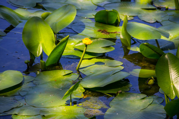 istock Yellow water flowers (Nuphar Lutea) 864655282