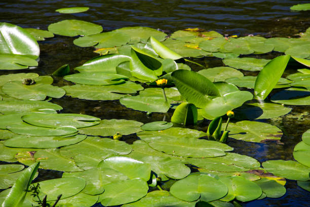 istock Yellow water flowers (Nuphar Lutea) 864655286
