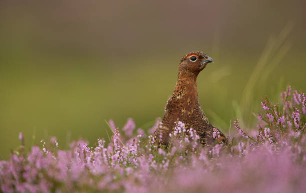 istock Red Grouse in Pink and Purple Heather 864655478