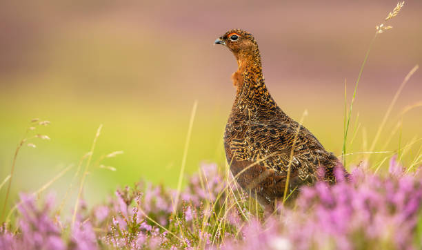 istock Red Grouse in Pink and Purple Heather 864655506
