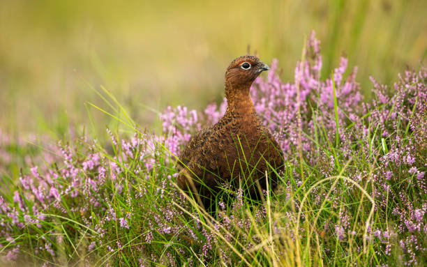 istock Red Grouse in Pink and Purple Heather 864655902