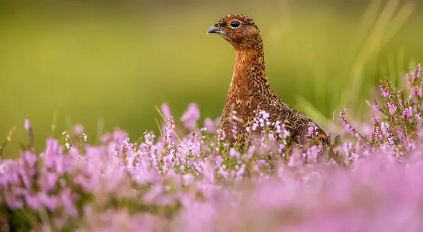 The red grouse is known as a game bird and its habitat here is on a grouse moor in Yorkshire