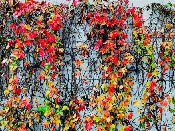 istock series of autumn leaves II 864657738