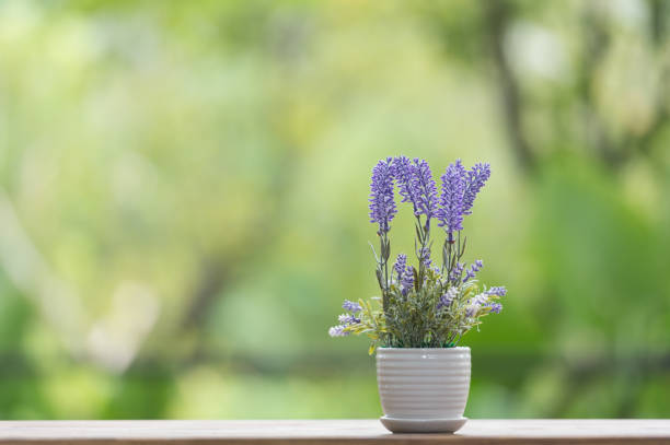istock Indoor plant on wooden table 864661580