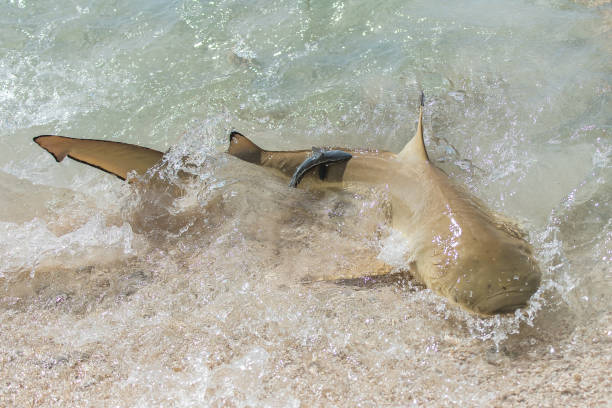 istock Blacktip reef shark, with a remora fish on its back 864661732