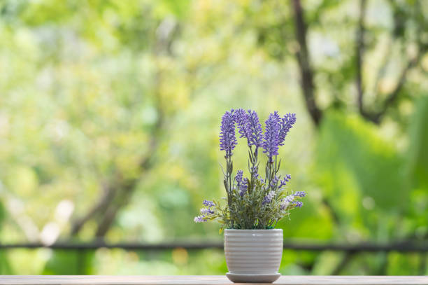 istock Indoor plant on wooden table 864664826