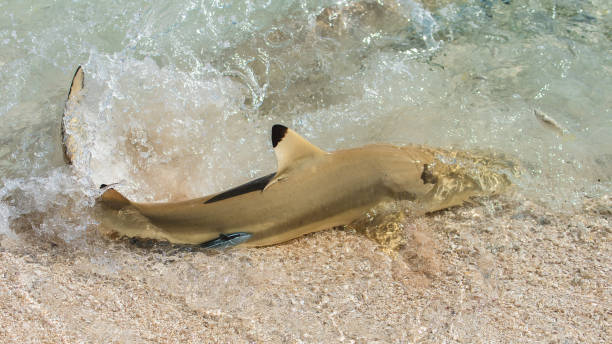 istock Blacktip reef shark, shark with a remora fish 864665450