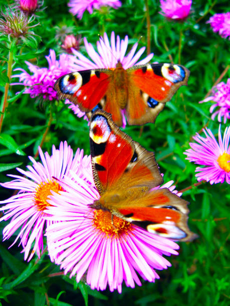 istock graceful butterfly of peacock eye 864669002