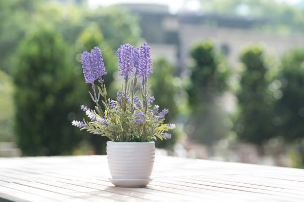 istock Indoor plant on wooden table 864669050